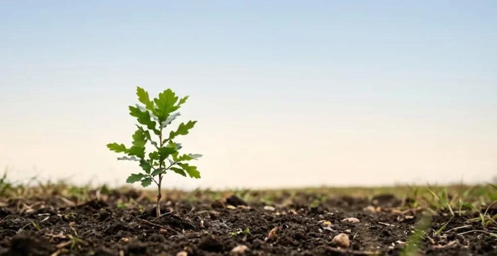 Rappresentazione visiva dell'investimento strategico nel brand come un giovane albero che cresce.